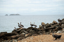 Pelicans On The Rocks