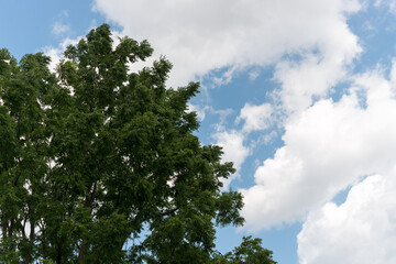 Wall Mural - tree and cloudy sky