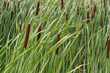 cattails or bulrushes in the wind