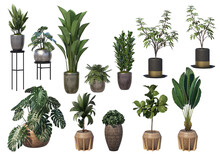 Decorative Plants In Pots On A White Background.