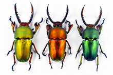 Rainbow Beetles Isolated On White. Different Color Forms Stag Beetles Lamprima Adolfinae Macro, Yellow, Red, Green Coleoptera, Collection Beetles, Entomology, Insects, Lucanidae