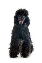 Canvas Print - poodle in studio