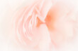 Close up of pink rose petals on light pink background. soft filter.