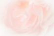Close up of pink rose petals on light pink background. soft filter.