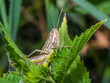 grasshopper 44