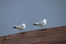 Seagulls On The Pier