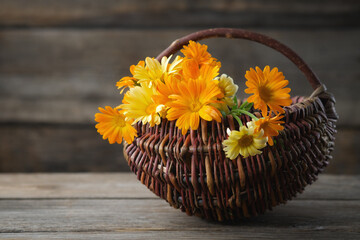 Wall Mural - Basket of healthy fresh calendula flowers. Marigold flowers. Alternative herbal medicine.