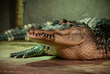 Fototapeta  - crocodile in the zoo