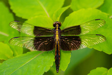 Female  Widow Skimmer Dragonfly Sits On A Background Of Green Leaves.