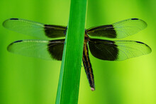 A Female Widow Skimmer Dragonfly Rests On A Reed.  View From Underneath.