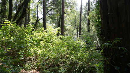 Forest landscape with green