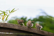 Three baby birds on fence with fluffy feathers learning to fly. Cute fledgling House Sparrow chicks 