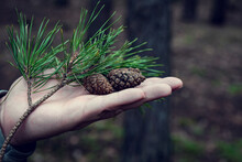 The Man Held Out His Hand To The Side, With Pine Cones And Branches On His Palms. A Person Shows His Love For Nature And Love For The Forest.