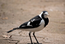 The Magpie Lark Is A White And Black Bird