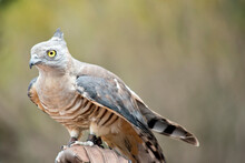 The Pacific Baza Has A Gry Face With Yellow Eyes White And Brown Striped Chest And Drak Grey Wings