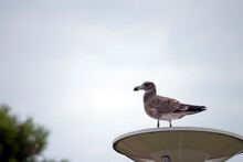 The Young Pacific Gull Is Standing On A Platform