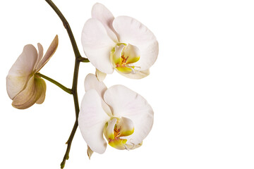 Fotomurales - Orchid isolated on white background