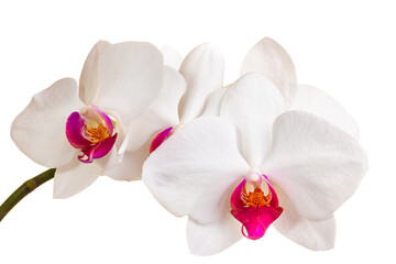 Fotomurales - Orchid isolated on white background
