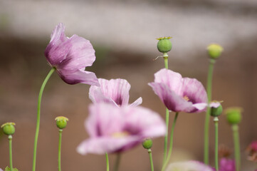 Wall Mural - amazing purple poppies summer buds of summer flowers close up, floral background