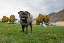 Brindle Pug Smiling In The Grass At The Park With A Dog Owner In The Background