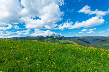 Wall Mural - Polonina (pasture) in  Carpathian Mountains, Ukraine.