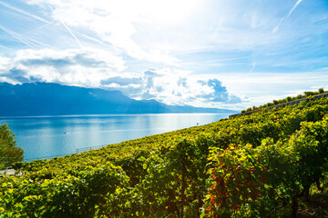 Wall Mural - Lavaux, Switzerland: Lake Geneva and the Swiss Alps landscape seen from Lavaux vineyard tarraces in Canton of Vaud