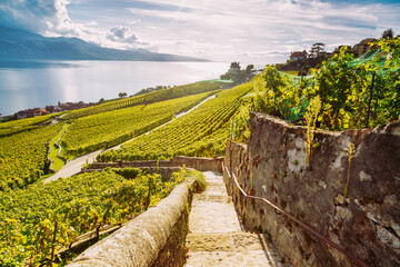 Wall Mural - Lavaux Vineyard Terraces hiking trail with Lake and Mountain landscape, Canton Vaud, Switzerland