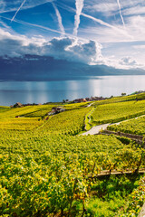 Wall Mural - Lavaux, Switzerland: Lake Geneva and the Swiss Alps landscape seen from Lavaux vineyard tarraces in Canton of Vaud