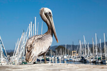 A Brown Pelican Resting On A Dock