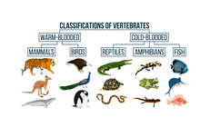 Classification Of Vertebrates Animals. Mammals, Birds, Reptiles, Amphibians, Fish. Education Diagram Of Biology. 