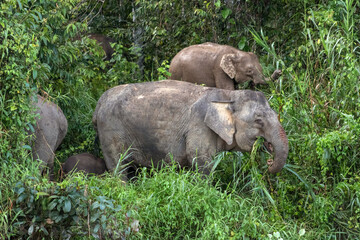 Wall Mural - borneo pygmy elephants in the wild