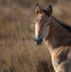 portrait of a wild horse