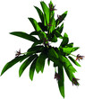 Top view of Plant (parrot's beak Heliconia psittacorum ) Tree illustration vector	