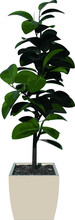 Front View Of Plant (Indoor Floor 1) Tree Illustration Vector	
