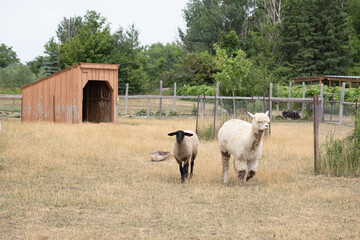 goat and lama in the field