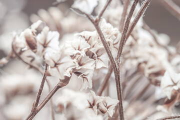 Tiny cute romantic lovely white dried flower with neutral brown tone and blur background macro