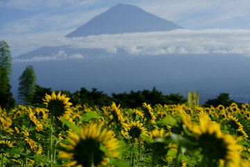 Wall Mural - I went to a beautiful sunflower field last weekend