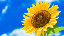 Beautiful Yellow Sunflower Isolated Under The Blue Sky In Hot Summer, Flower Or Flora Background