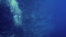 Underwater Photo Of Scalloped Hammerhead Shark At The Reef