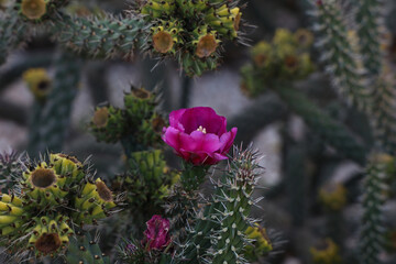 Wall Mural - Beautiful cactus flowers in a garden in the south