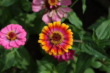 Wall Mural - Isolated natural zinnia flower on green background