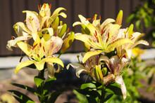 Yellow And Pink Lilies Blooming In The Garden. Flowers Background.
