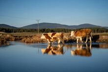 Cows In The Water Crossing To The Other Side 