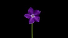Time-lapse Of Growing Vinca Minor Or Periwinkle. Violet Vinca Flowers Blooming On Black Background