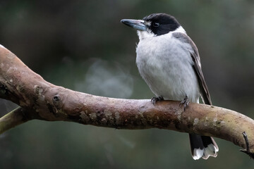 Wall Mural - Grey butcherbird (Cracticus torquatus) in a Sydney park