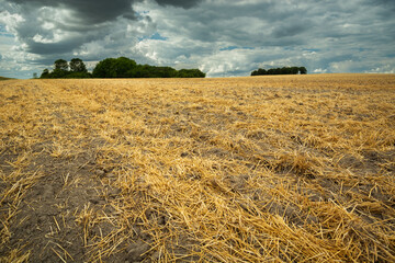 Wall Mural - Straw in the field after haymaking and rain clouds