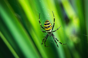 Argiope bruennichi spider on a web and leaf background