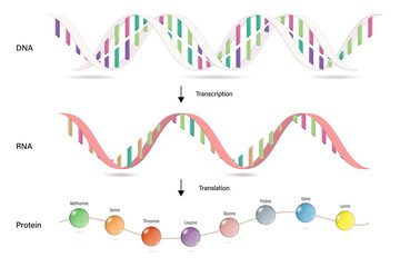 Wall Mural - Transcription and Translation. Protein synthesis. DNA, mRNA and Protein. Molecular Biology Studies.