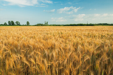 A golden field of barley and blue sky