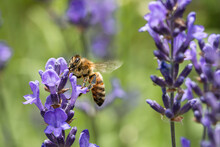 Close Up Of A Bee On A Lavender